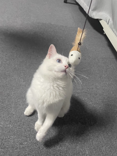 猫图片|宠物猫|猫咪|