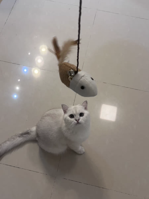 猫图片|宠物猫|猫咪|