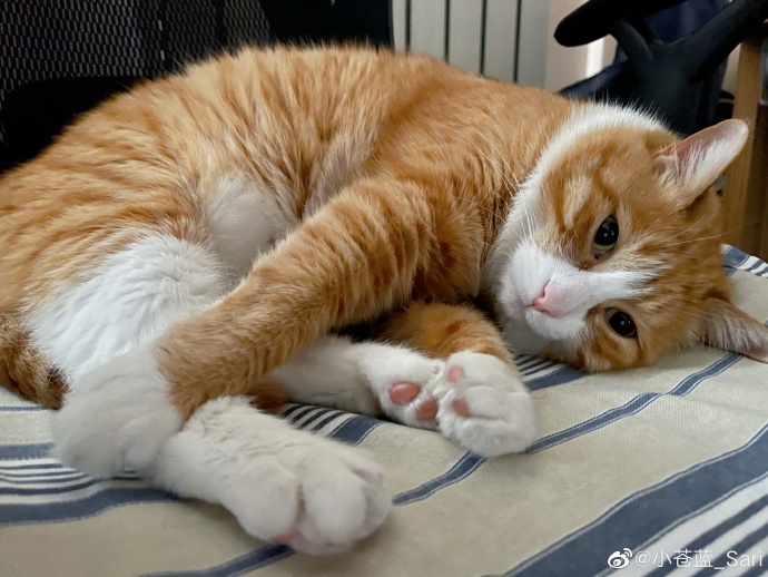 猫图片|宠物猫|猫咪|