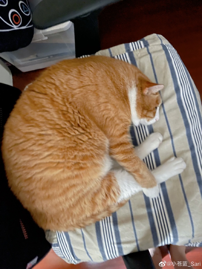 猫图片|宠物猫|猫咪|