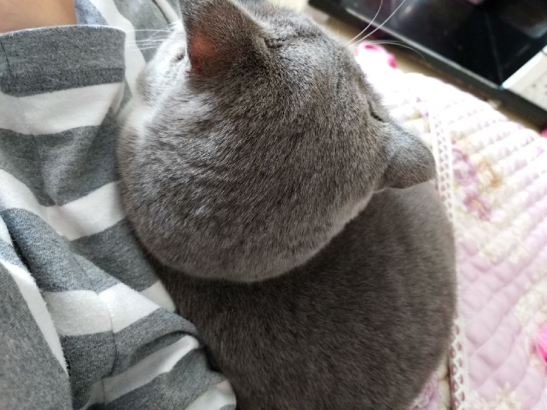 猫图片|宠物猫|猫咪|