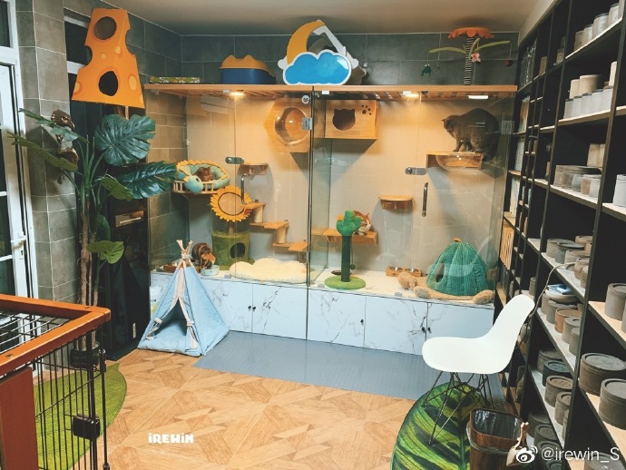 猫图片|宠物猫|猫咪|