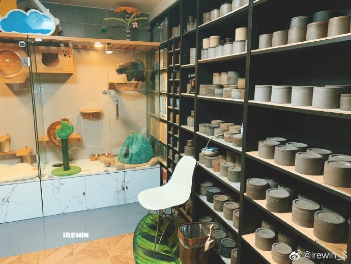 猫图片|宠物猫|猫咪|