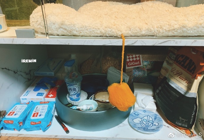 猫图片|宠物猫|猫咪|