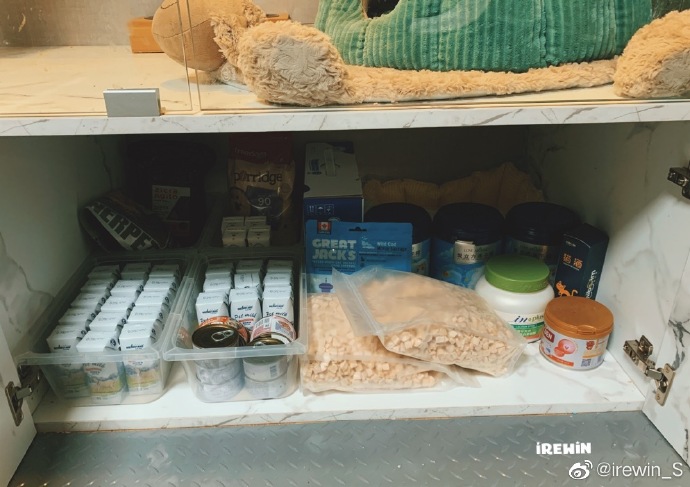 猫图片|宠物猫|猫咪|