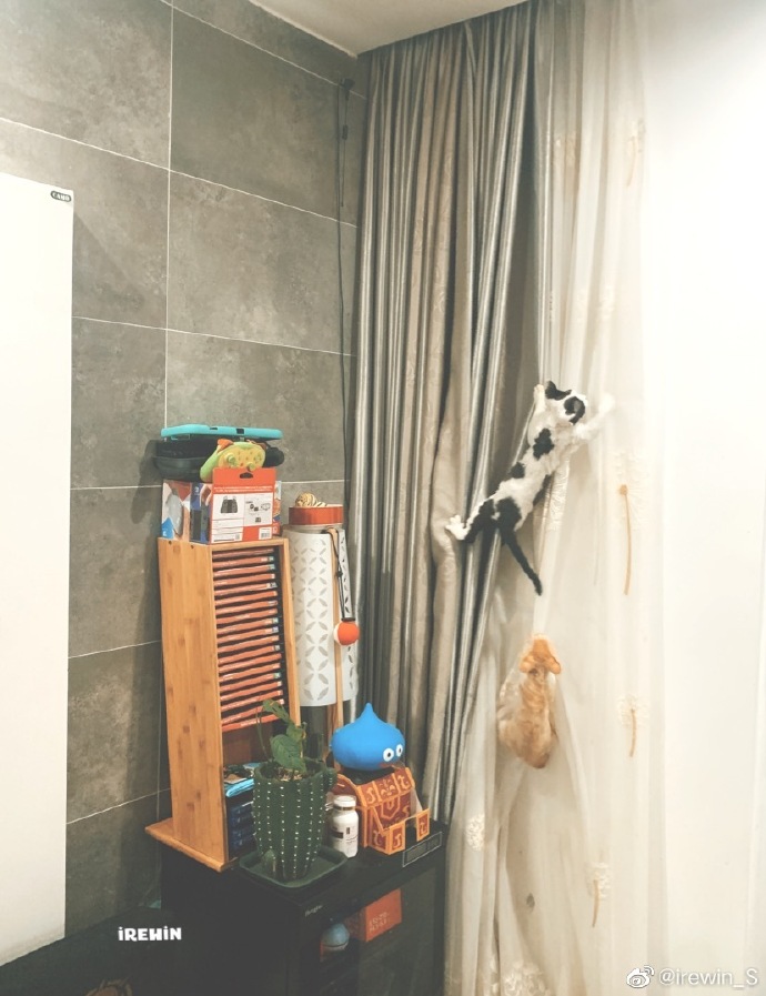 猫图片|宠物猫|猫咪|