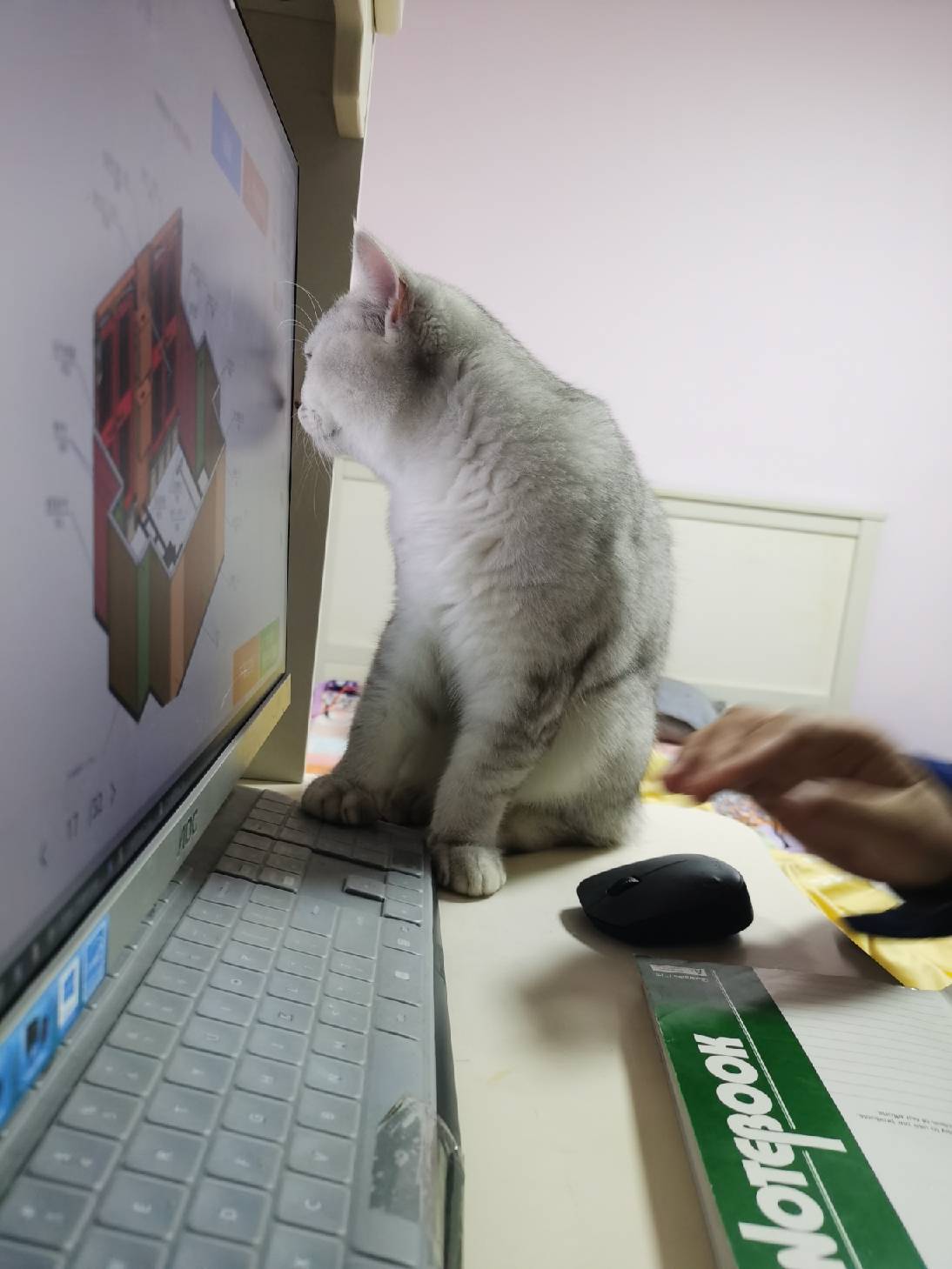 猫图片|宠物猫|猫咪|