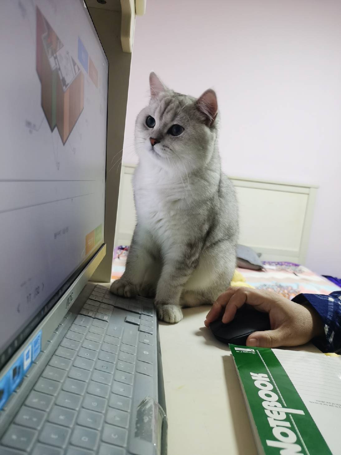 猫图片|宠物猫|猫咪|