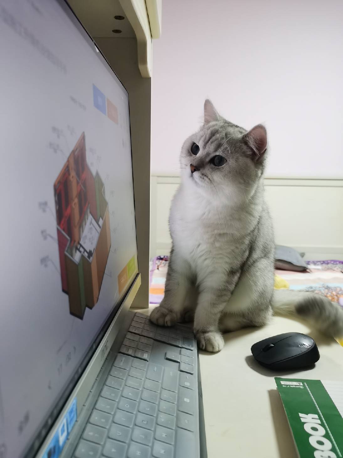 猫图片|宠物猫|猫咪|