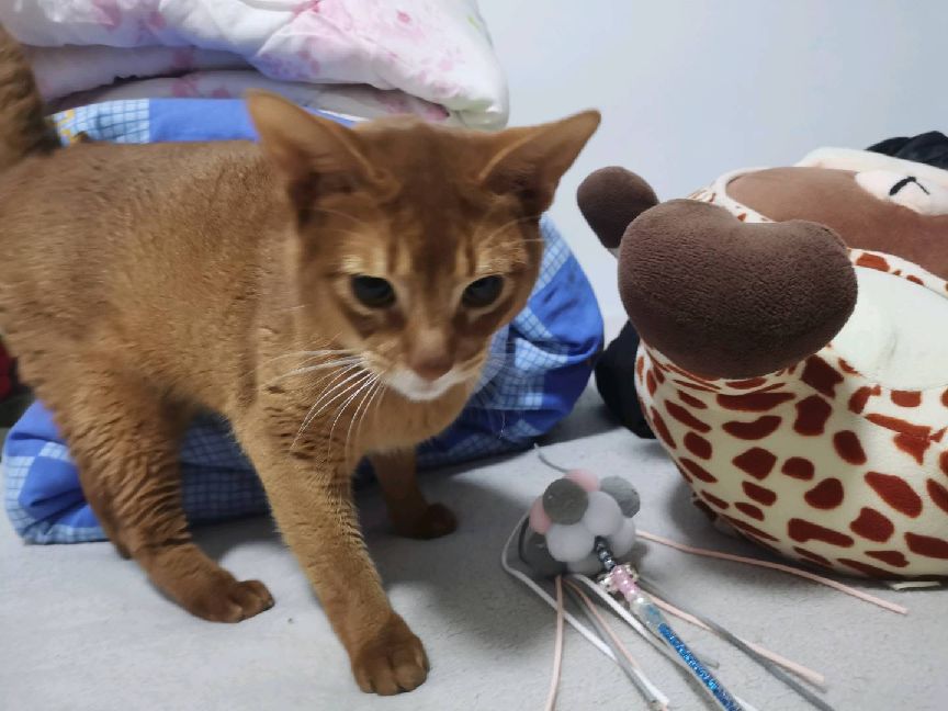 猫图片|宠物猫|猫咪|