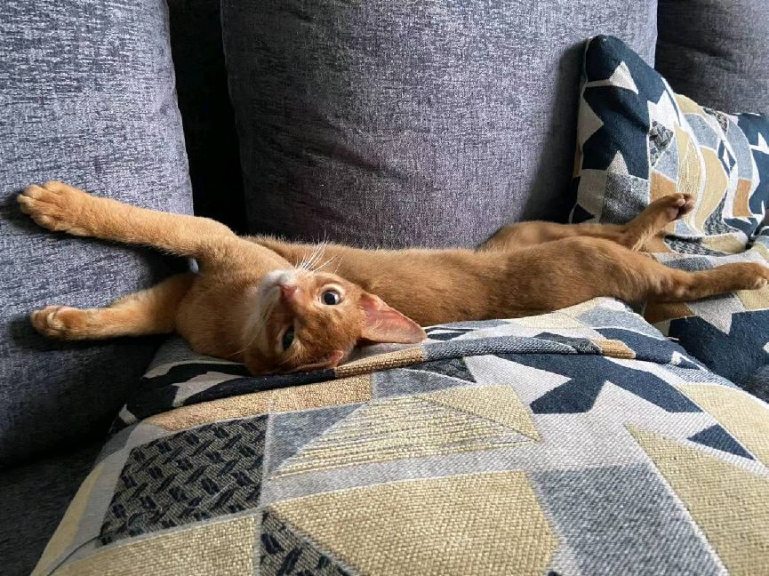 猫图片|宠物猫|猫咪|