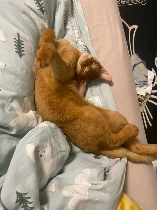 猫图片|宠物猫|猫咪|