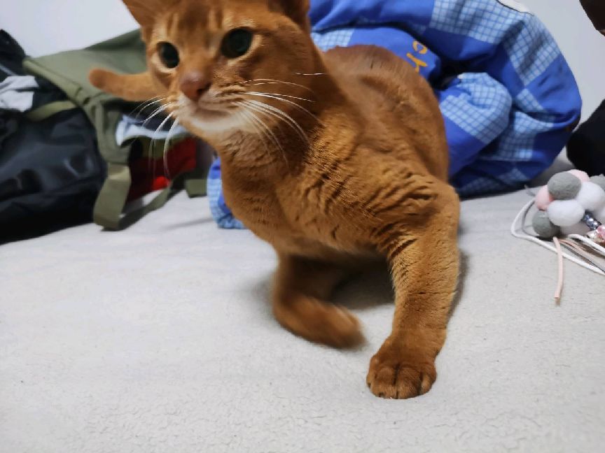 猫图片|宠物猫|猫咪|