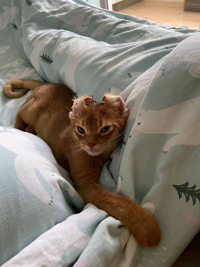 猫图片|宠物猫|猫咪|