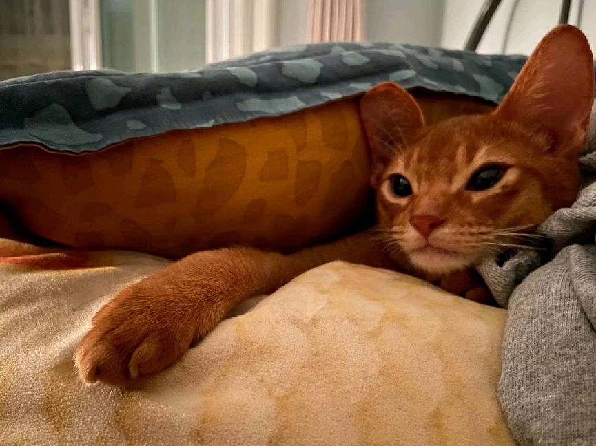 猫图片|宠物猫|猫咪|