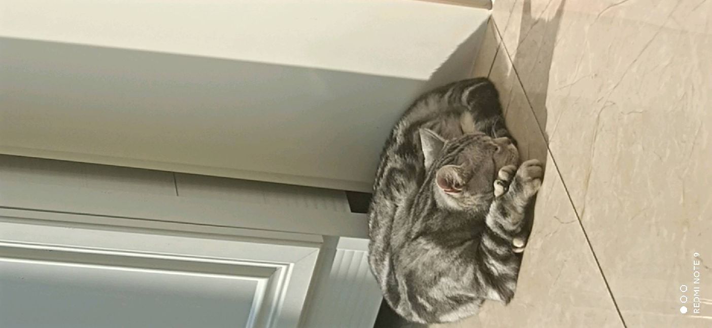 猫图片|宠物猫|猫咪|