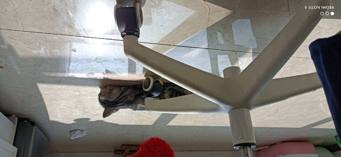 猫图片|宠物猫|猫咪|