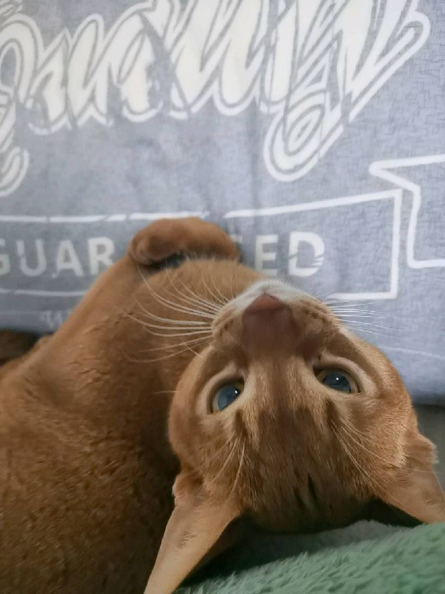 猫图片|宠物猫|猫咪|