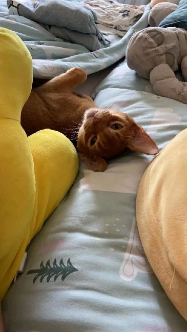 猫图片|宠物猫|猫咪|