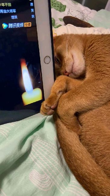 猫图片|宠物猫|猫咪|