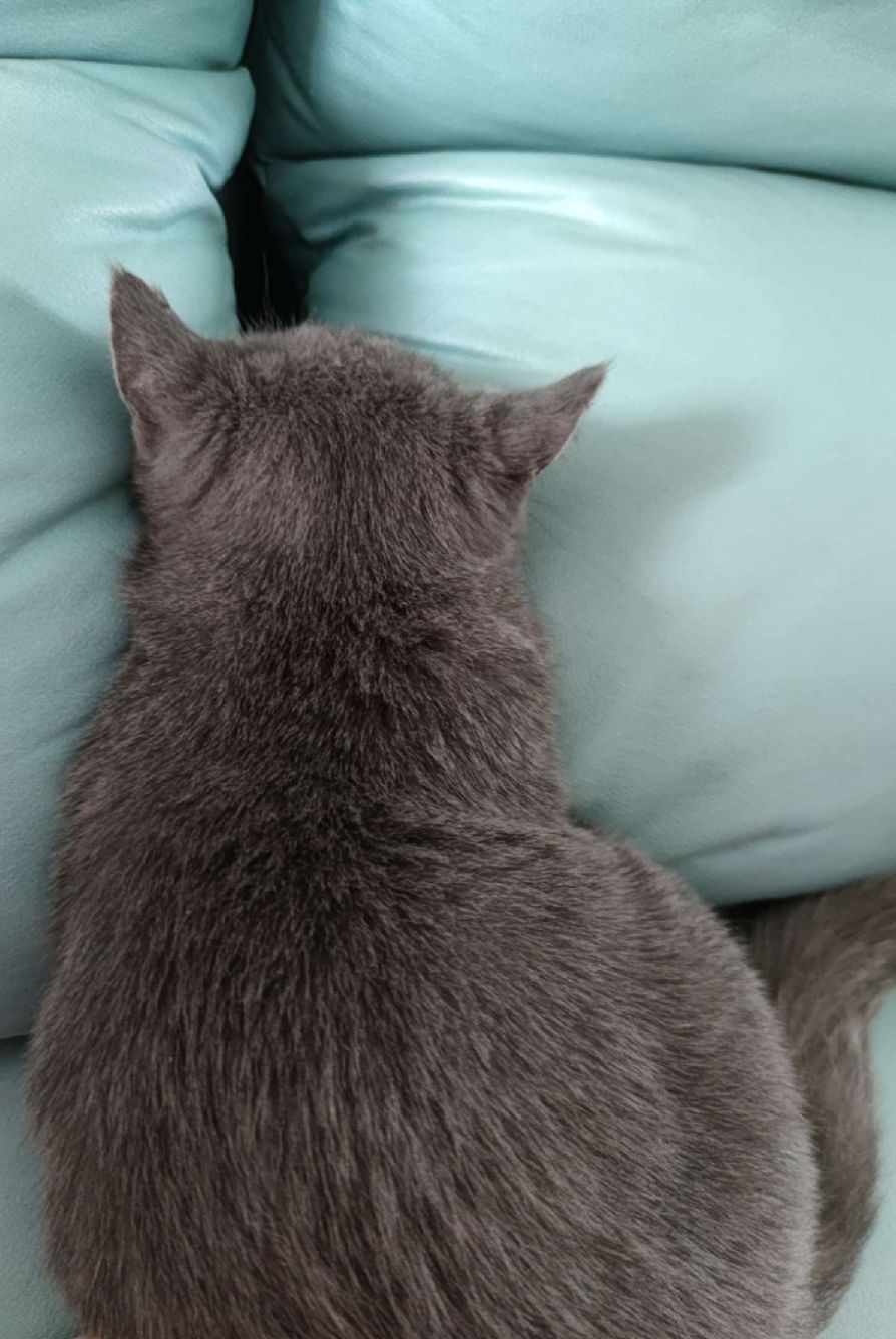 猫图片|宠物猫|猫咪|