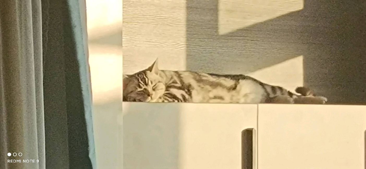 猫图片|宠物猫|猫咪|