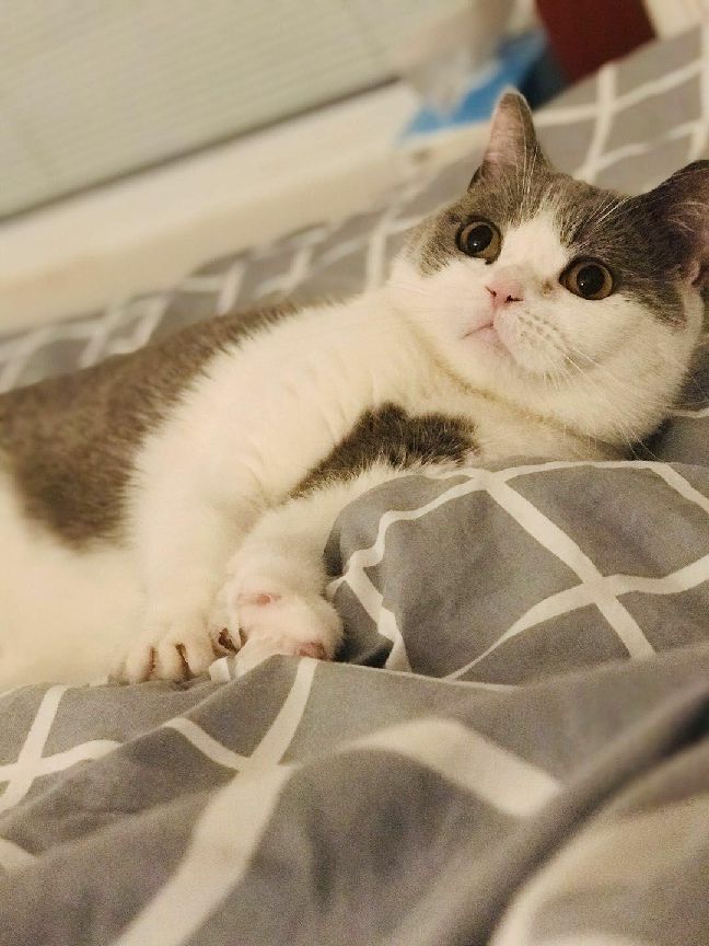 猫图片|宠物猫|猫咪|