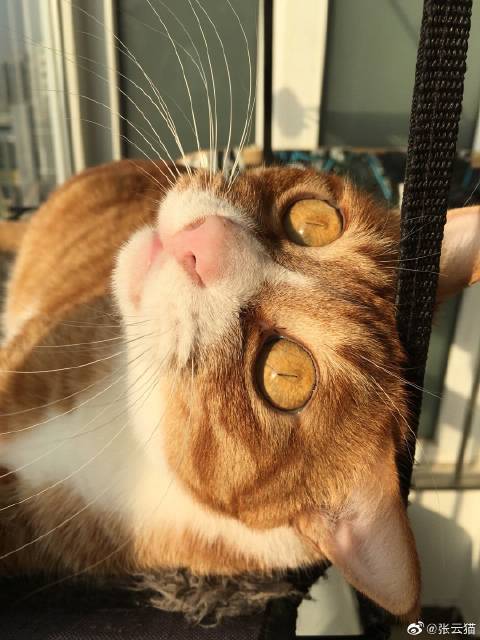 猫图片|宠物猫|猫咪|