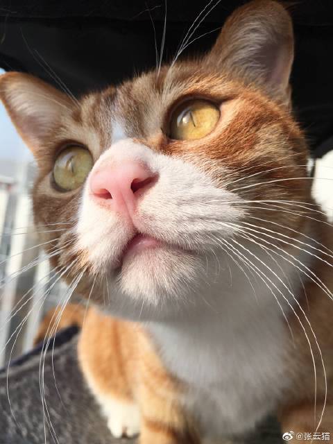 猫图片|宠物猫|猫咪|