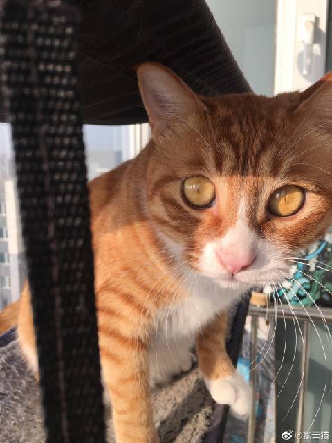 猫图片|宠物猫|猫咪|