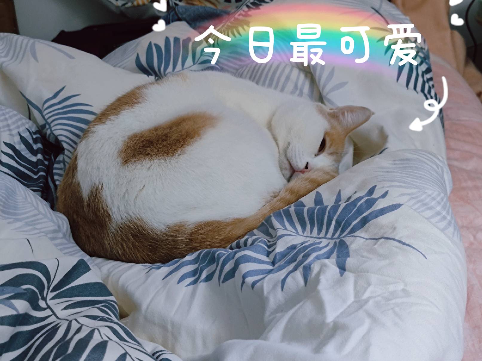 猫图片|宠物猫|猫咪|