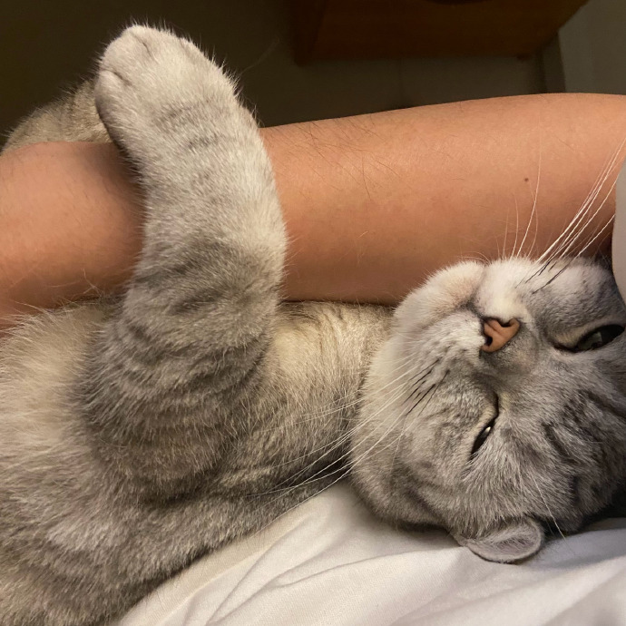 猫图片|宠物猫|猫咪|