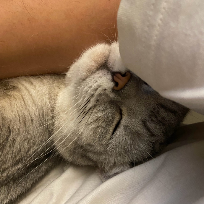 猫图片|宠物猫|猫咪|