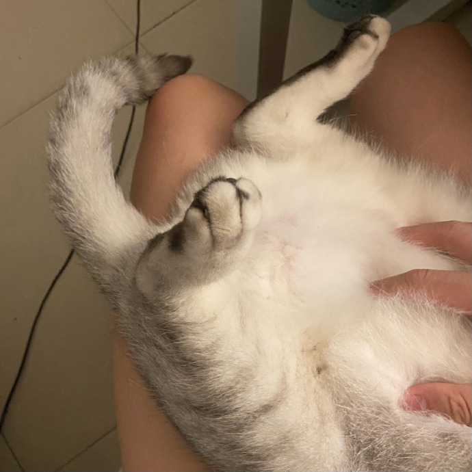 猫图片|宠物猫|猫咪|