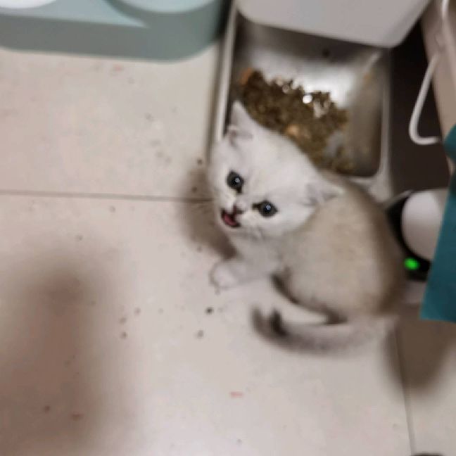 猫图片|宠物猫|猫咪|