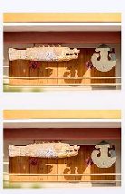 猫图片|宠物猫|猫咪|