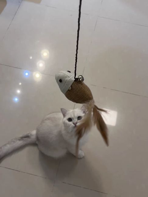 猫图片|宠物猫|猫咪|