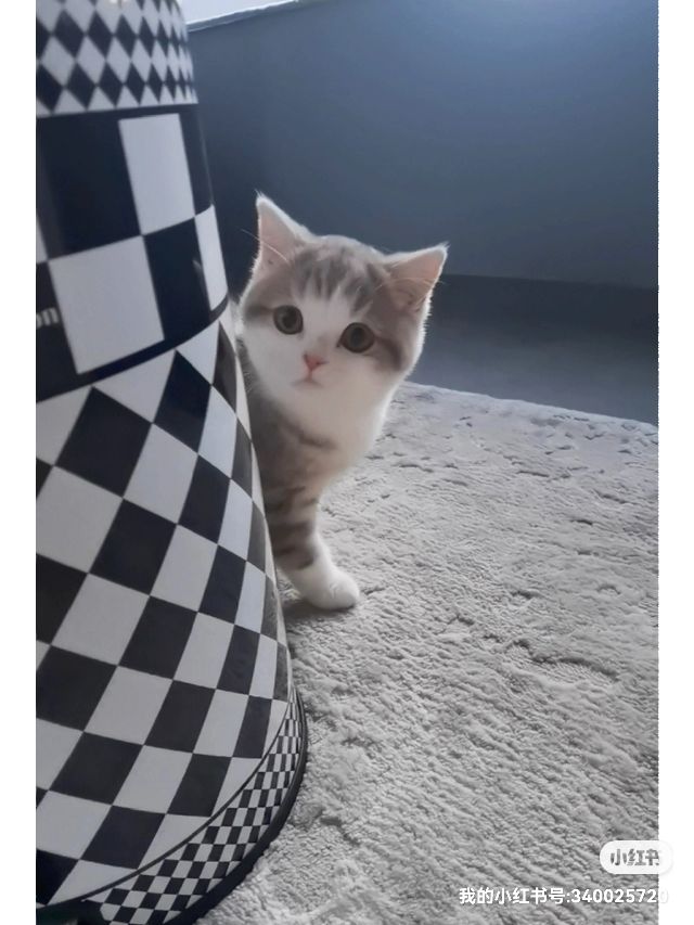 猫图片|宠物猫|猫咪|