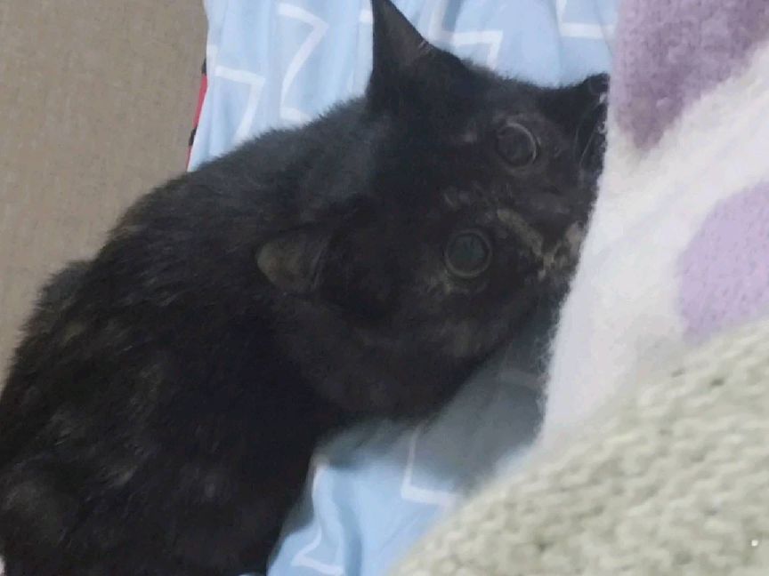 猫图片|宠物猫|猫咪|