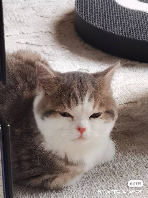 猫图片|宠物猫|猫咪|