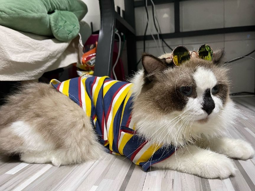 猫图片|宠物猫|猫咪|