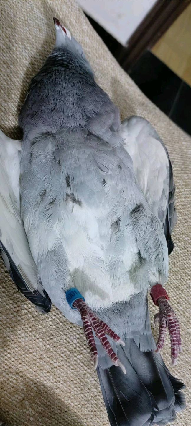 猫图片|宠物猫|猫咪|