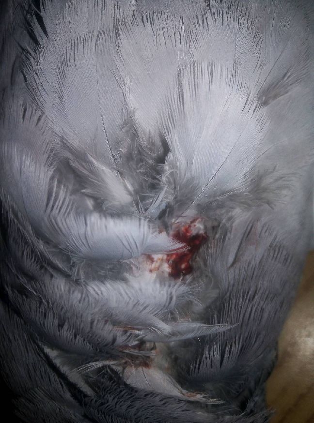 猫图片|宠物猫|猫咪|