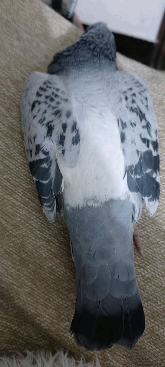 猫图片|宠物猫|猫咪|