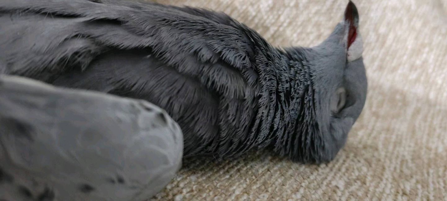 猫图片|宠物猫|猫咪|