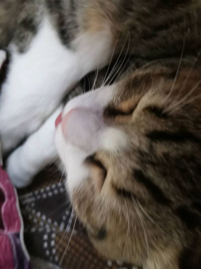 猫图片|宠物猫|猫咪|