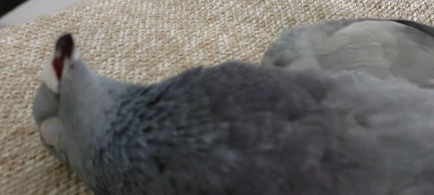 猫图片|宠物猫|猫咪|