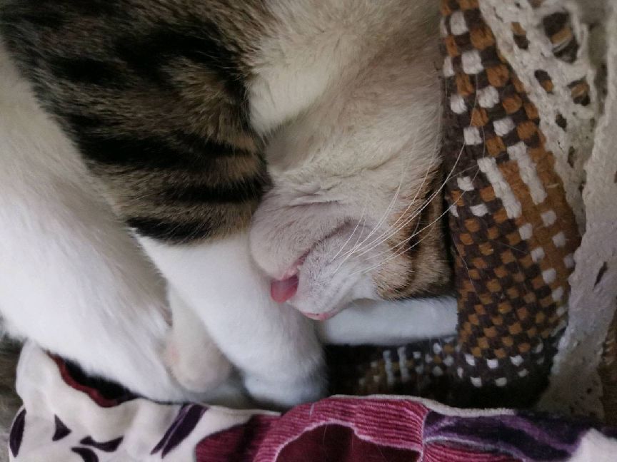 猫图片|宠物猫|猫咪|