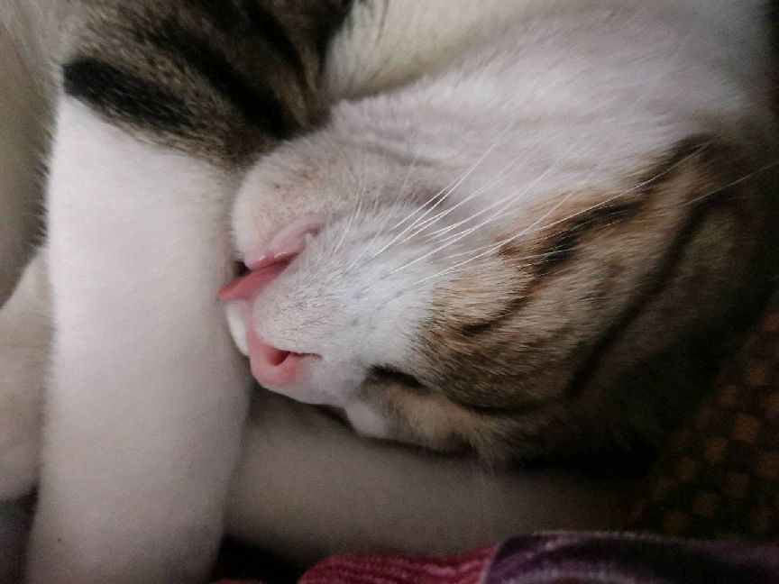 猫图片|宠物猫|猫咪|