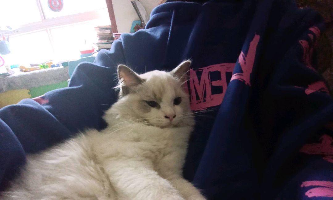 猫图片|宠物猫|猫咪|